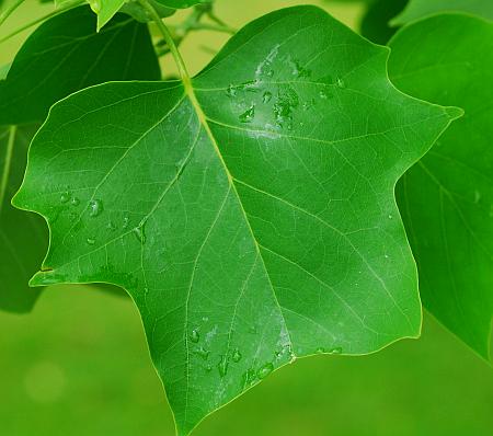 Liriodendron_tulipifera_leaf1.jpg