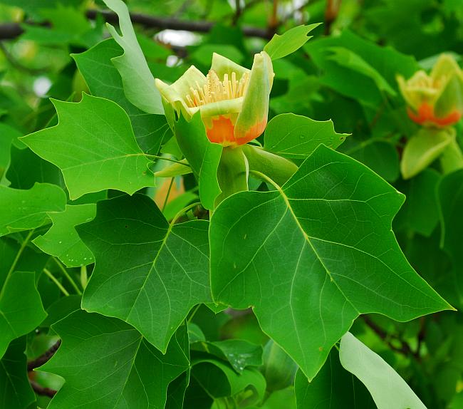 Liriodendron_tulipifera_plant.jpg