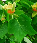 Liriodendron tulipifera thumbnail