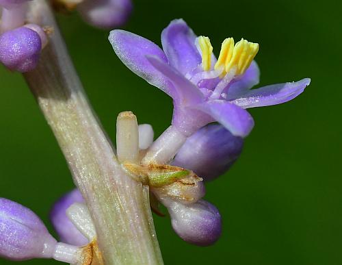 Liriope_muscari_flower1.jpg