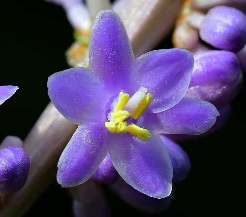 Liriope_muscari_flower2.jpg