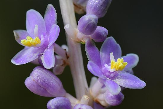 Liriope_muscari_flowers.jpg