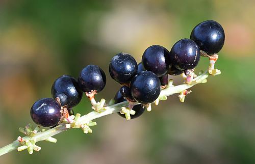 Liriope_muscari_fruits1.jpg