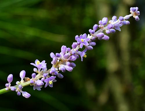 Liriope_muscari_inflorescence.jpg