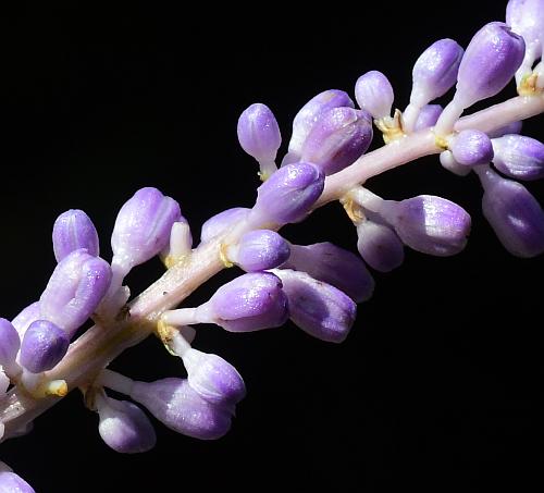 Liriope_muscari_inflorescence2.jpg