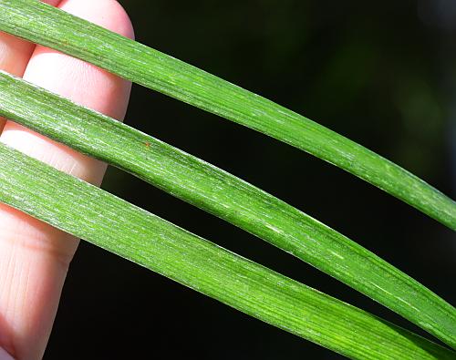 Liriope_muscari_leaf1.jpg