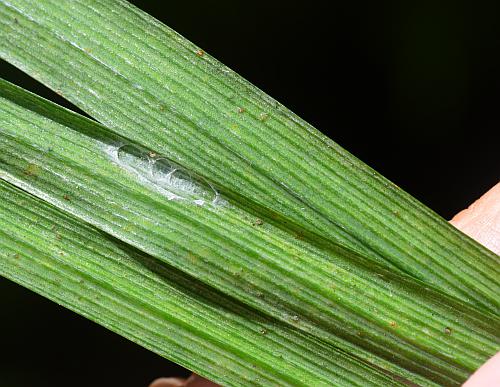 Liriope_muscari_leaf2.jpg