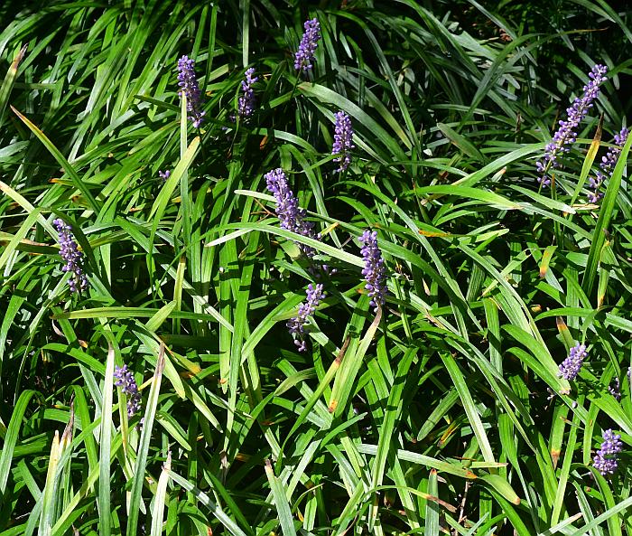 Liriope_muscari_plant.jpg