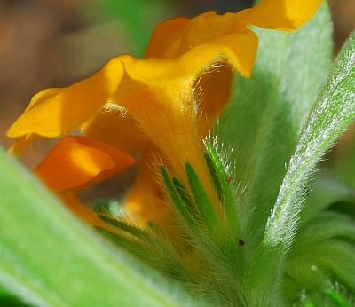 Lithospermum_canescens_calyx.jpg