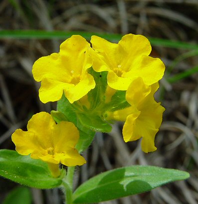 Lithospermum_canescens_flower.jpg