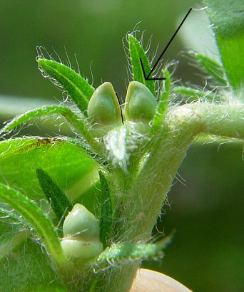 Lithospermum_canescens_fruit.jpg