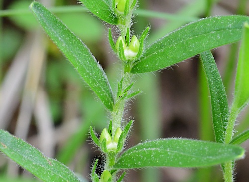 Lithospermum_canescens_fruits.jpg