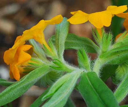 Lithospermum_canescens_inflorescence.jpg