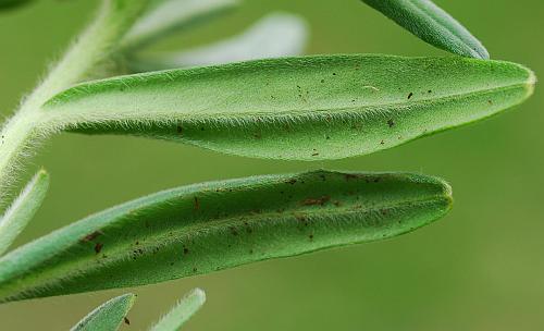 Lithospermum_canescens_leaf2.jpg