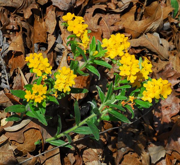 Lithospermum_canescens_plant.jpg