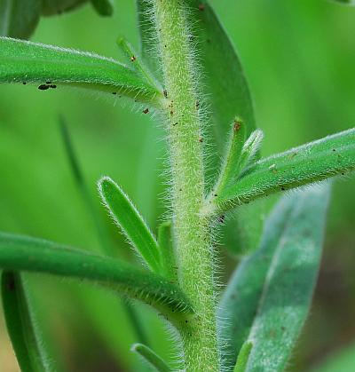 Lithospermum_canescens_stem.jpg