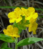 Lithospermum canescens thumbnail