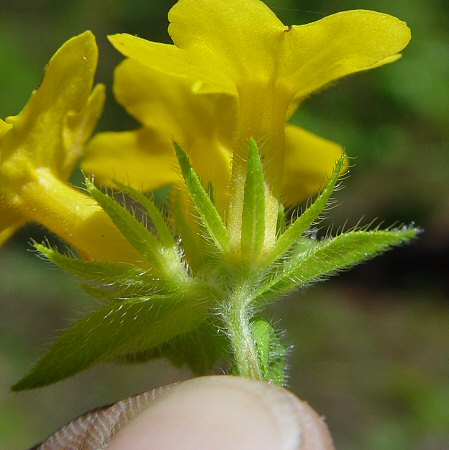 Lithospermum_caroliniense_calyx.jpg