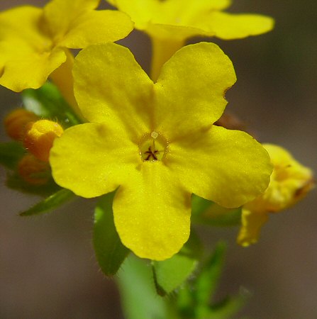 Lithospermum_caroliniense_flower.jpg