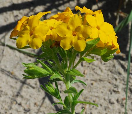 Lithospermum_caroliniense_inflorescence.jpg