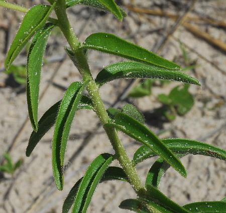 Lithospermum_caroliniense_leaves2.jpg