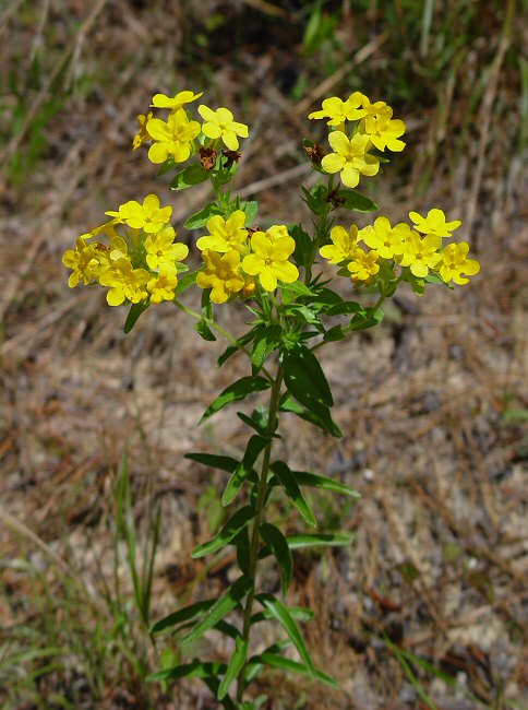 Lithospermum_caroliniense_plant.jpg