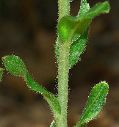 Lithospermum_caroliniense_stem.jpg