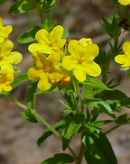 Lithospermum caroliniense thumbnail