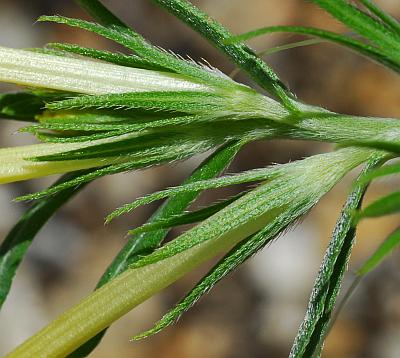 Lithospermum_incisum_calyces.jpg