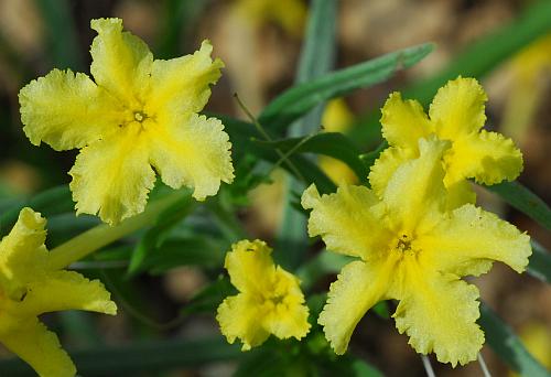 Lithospermum_incisum_flower.jpg