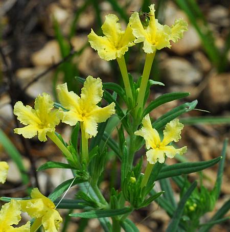 Lithospermum_incisum_inflorescence.jpg