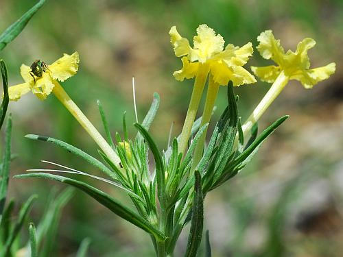 Lithospermum_incisum_inflorescence2.jpg