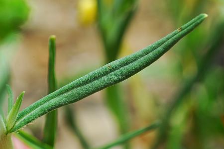 Lithospermum_incisum_leaf1.jpg