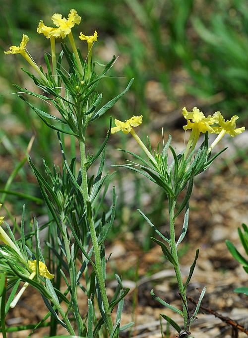 Lithospermum_incisum_plant.jpg