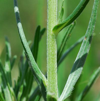 Lithospermum_incisum_stem.jpg