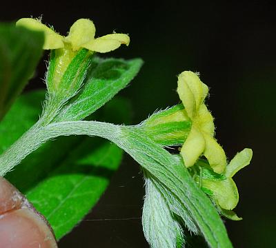 Lithospermum_latifolium_calyces.jpg