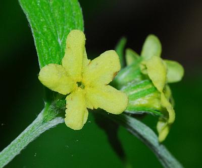 Lithospermum_latifolium_flower.jpg