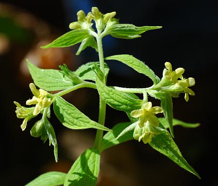 Lithospermum_latifolium_inflorescence.jpg