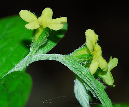 Lithospermum_latifolium_inflorescence2.jpg