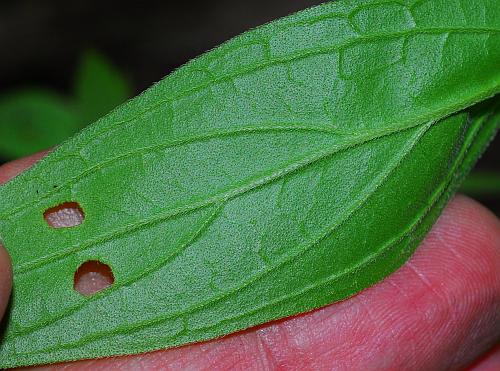 Lithospermum_latifolium_leaf2.jpg