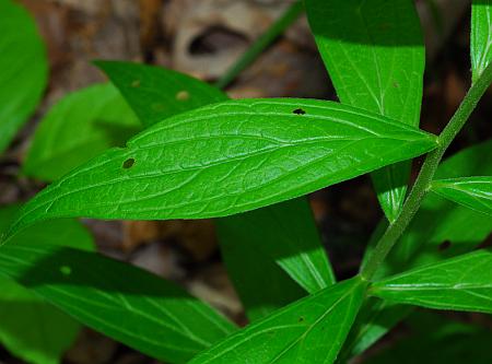 Lithospermum_latifolium_leaves.jpg