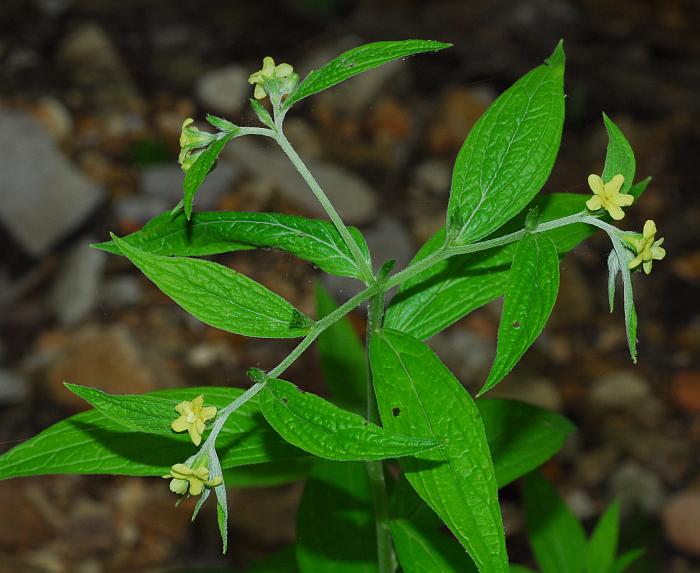 Lithospermum_latifolium_plant.jpg