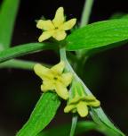 Lithospermum latifolium thumbnail