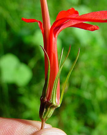 Lobelia_cardinalis_calyx.jpg