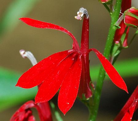 Lobelia_cardinalis_flower.jpg