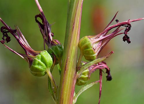 Lobelia_cardinalis_fruits1.jpg