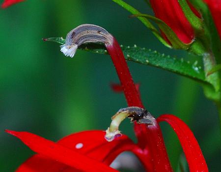 Lobelia_cardinalis_functional.jpg