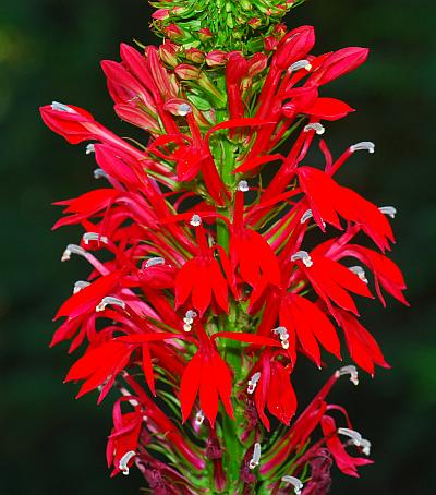 Lobelia_cardinalis_inflorescence.jpg