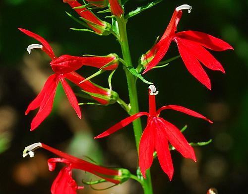 Lobelia_cardinalis_inflorescence2.jpg