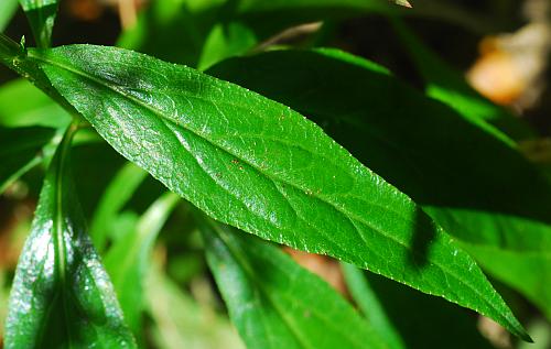 Lobelia_cardinalis_leaf1.jpg